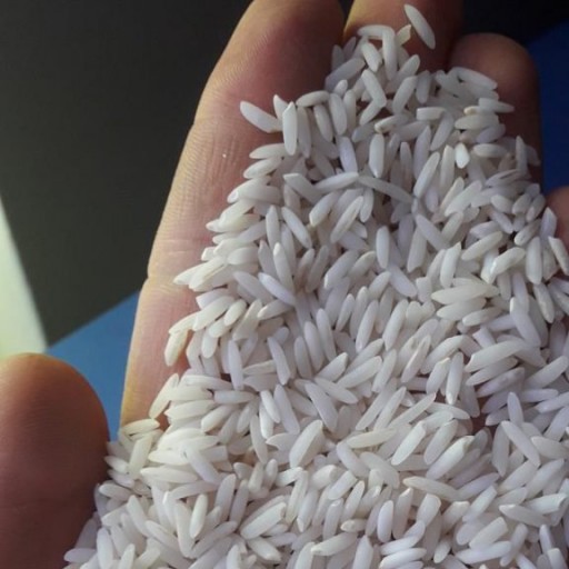 برنج طارم محلی معطر فریدونکنار  درجه یک  امساله 10 کیلوگرمی با ارسال رایگان