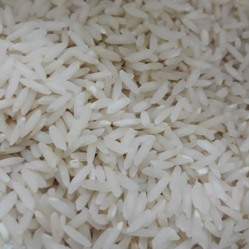 برنج طارم هاشمی فریدونکنار کشت دوم