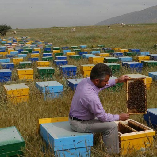 عسل گون طبیعی محصول لرستان (غرب کشور) یک کیلویی