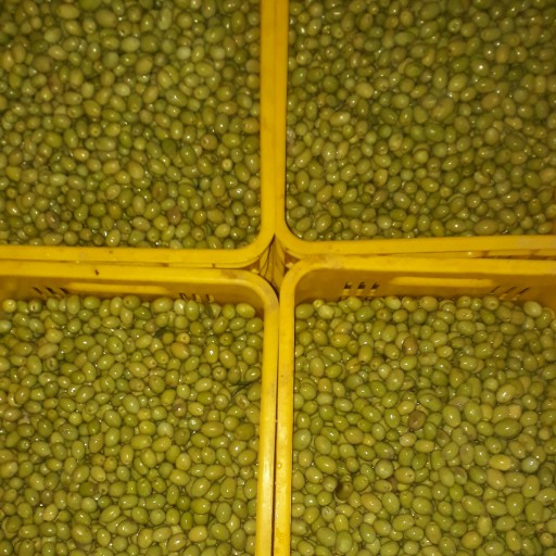 زیتون سبز کنسرو شده طارم(فروش عمده)وزن خالص هر بسته برای ارسال350 کیلو گرم