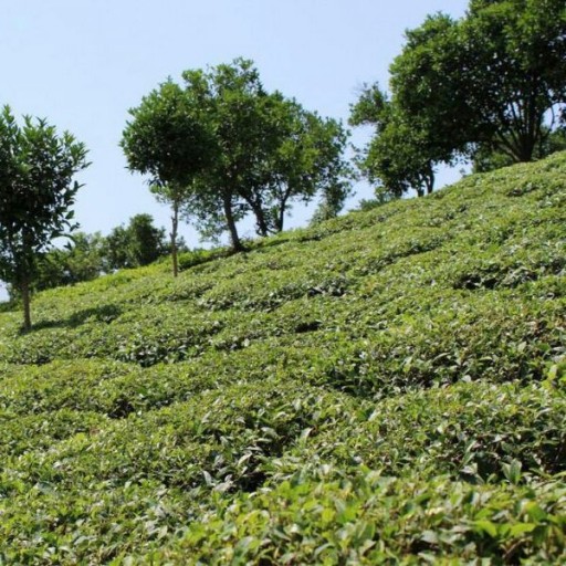 چای قلم صادراتی بهاره 1400 (500 گرم)