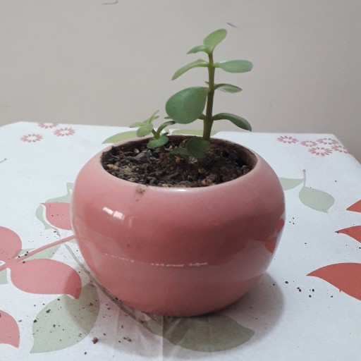 گلدان گیاه کراسولا خرفه ای کوچک