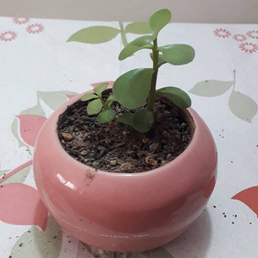 گلدان گیاه کراسولا خرفه ای کوچک