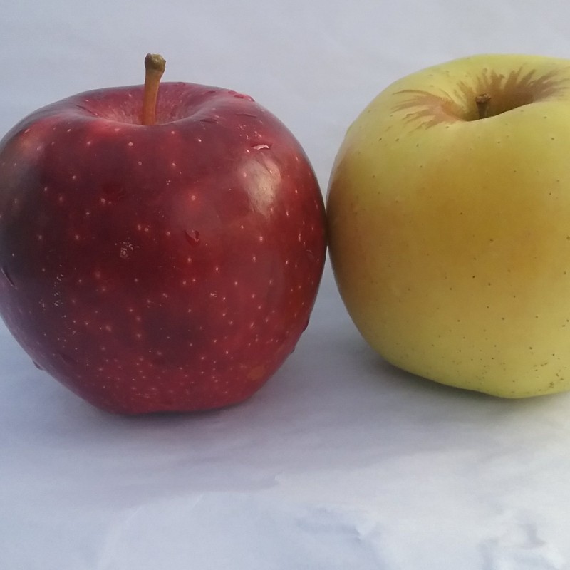 سیب سرخ و زرد دو کیلو گرم
