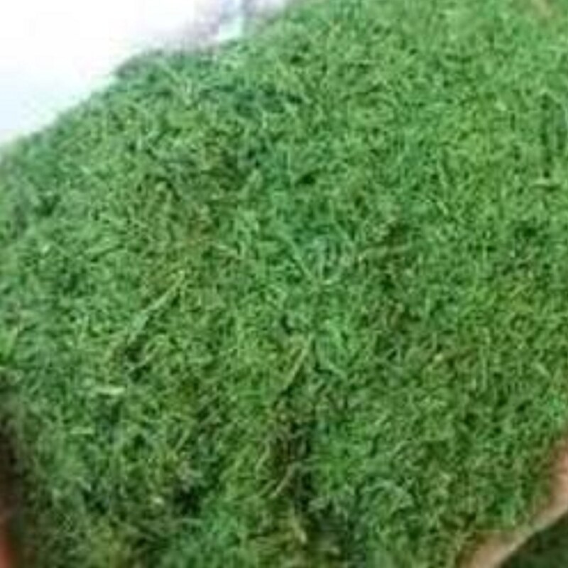 شوید خشک سبز  250گرم