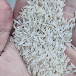 برنج فریدونکنار  دونوج  طارم هاشمی معطر (برنج وحشی محصول جدید )برنج راتون