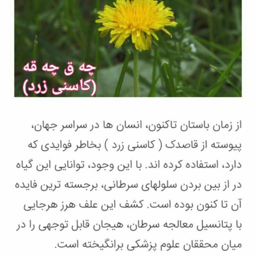 چقچقه کردستان(کاسنی زرد قاصدک خشک شده کوردستان)(200گرم)
