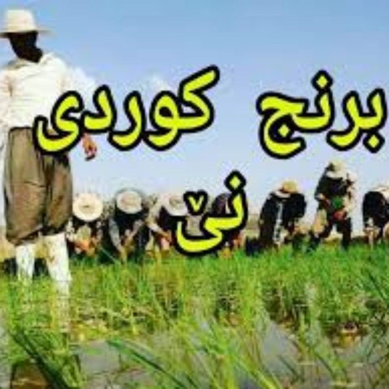 برنج طارم هاشمی گیلان(1000گرم)