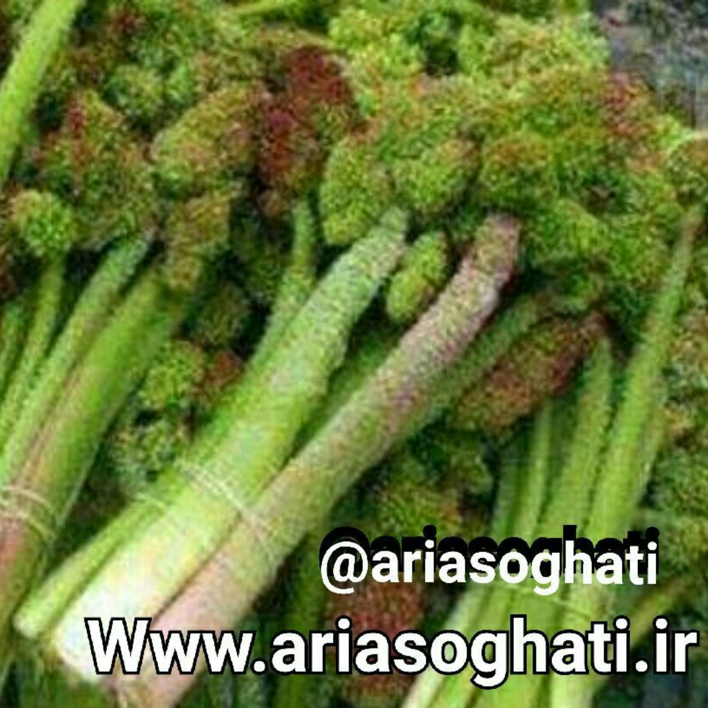 شربت ریواس وحشی کوهستانی کوردستان