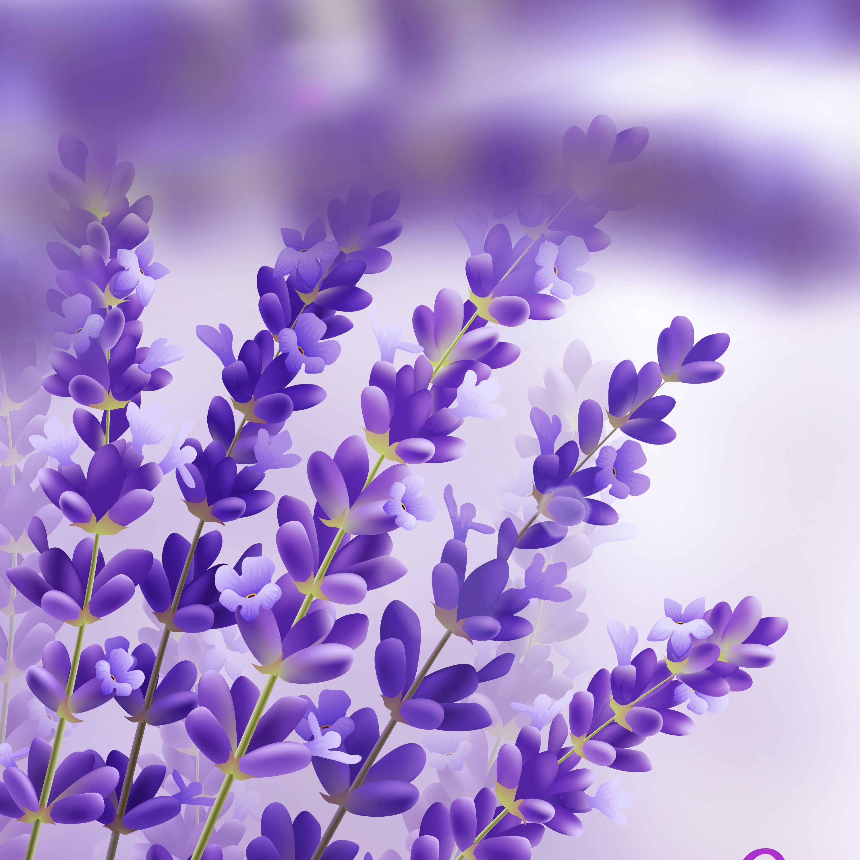 عسل اسطوخدوس انگبین(500گرم)