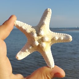 ستاره  دریایی