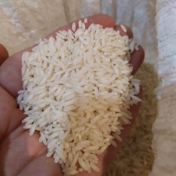 برنج طارم احمدی ( کشت_ دوم)