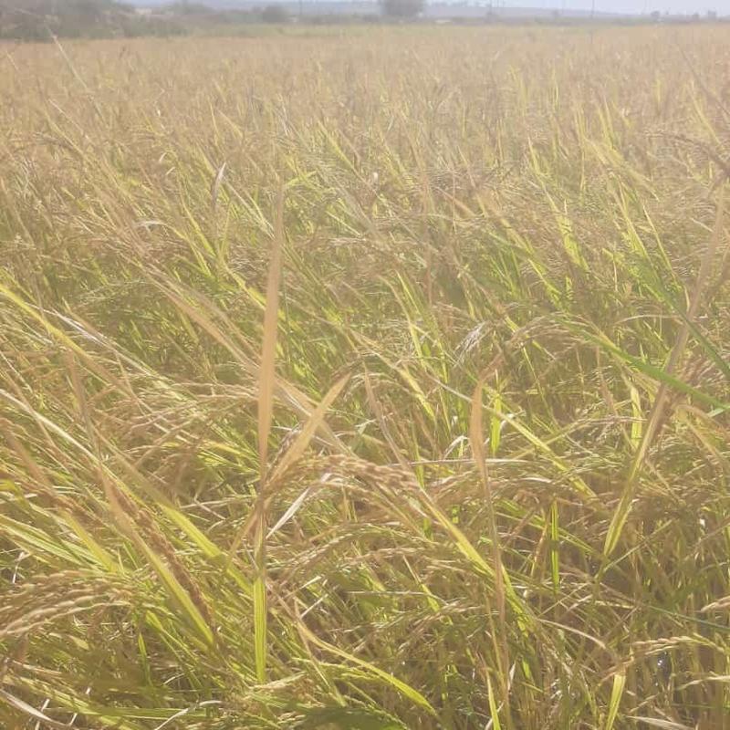 برنج کامفیروز 30کیلویی خرید مستقیم از کشاورز ارسال باربری 