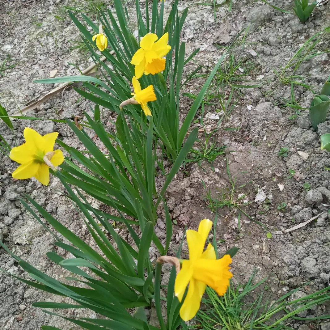 پیاز گل نرگس هلندی ژونکی(پک  15 تایی) 