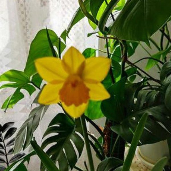 پیاز گل نرگس هلندی ژونکی(پک  15 تایی) 