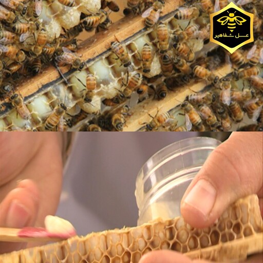 ژل رویال و عسل(مخلوط10گرم ژل رویال با 250 گرم عسل طبیعی جنگلی)(ارسال فوری)(مستقیم از زنبوردار)