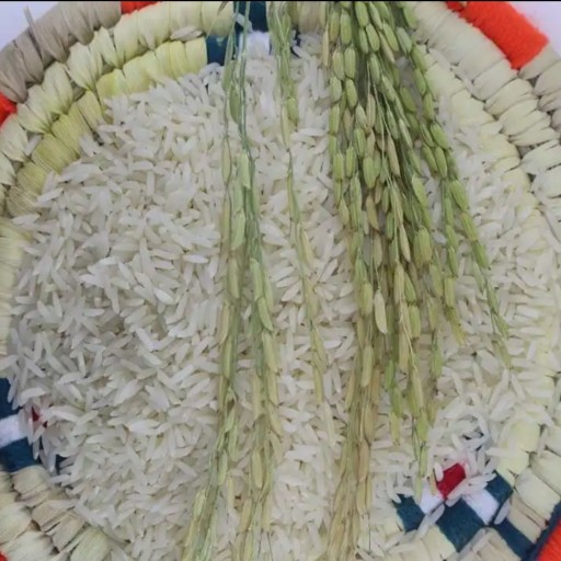 برنج گیلان (ده کیلویی) هاشمی درجه یک محصول گیلان از تولید به مصرف میباشد
