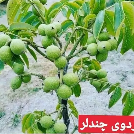 گردو پیوندی چندلر(ارسال کمتر از 5 عدد امکان ندارد )