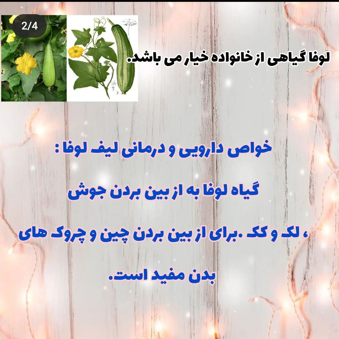 لیف گیاهی لوفا تهیه شده از گیاه لوفا
