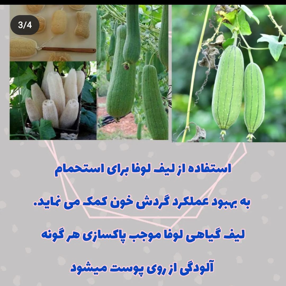 لیف گیاهی لوفا تهیه شده از گیاه لوفا