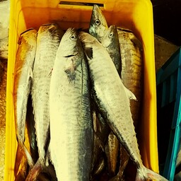 ماهی شیر.   5کیلو بسیار لذیذ و خوشمزه برا پخت سرخ کردن تازه و صید قلاب 