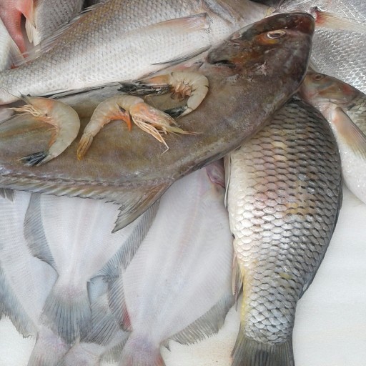 ماهی سفید(بنی)کبابی وانواع ماهی محلی  اعلا صادراتی