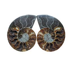 یک جفت اسلایس فسیل آمونیت ماداگاسکار طبیعی (Cleoniceras Ammonite) (2)
