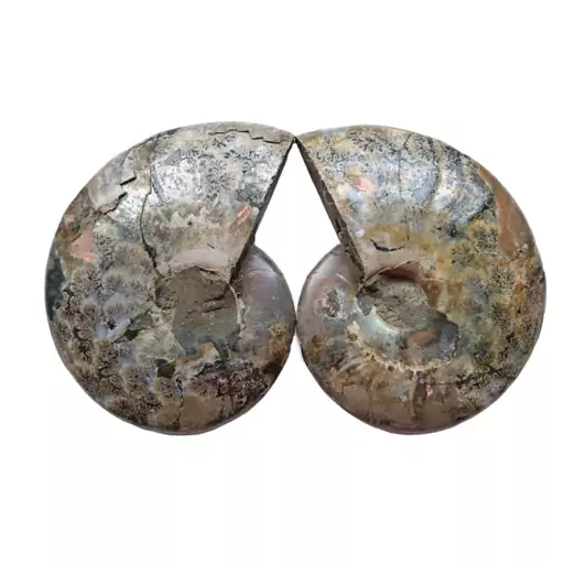 یک جفت اسلایس فسیل آمونیت ماداگاسکار طبیعی (Cleoniceras Ammonite) (2)