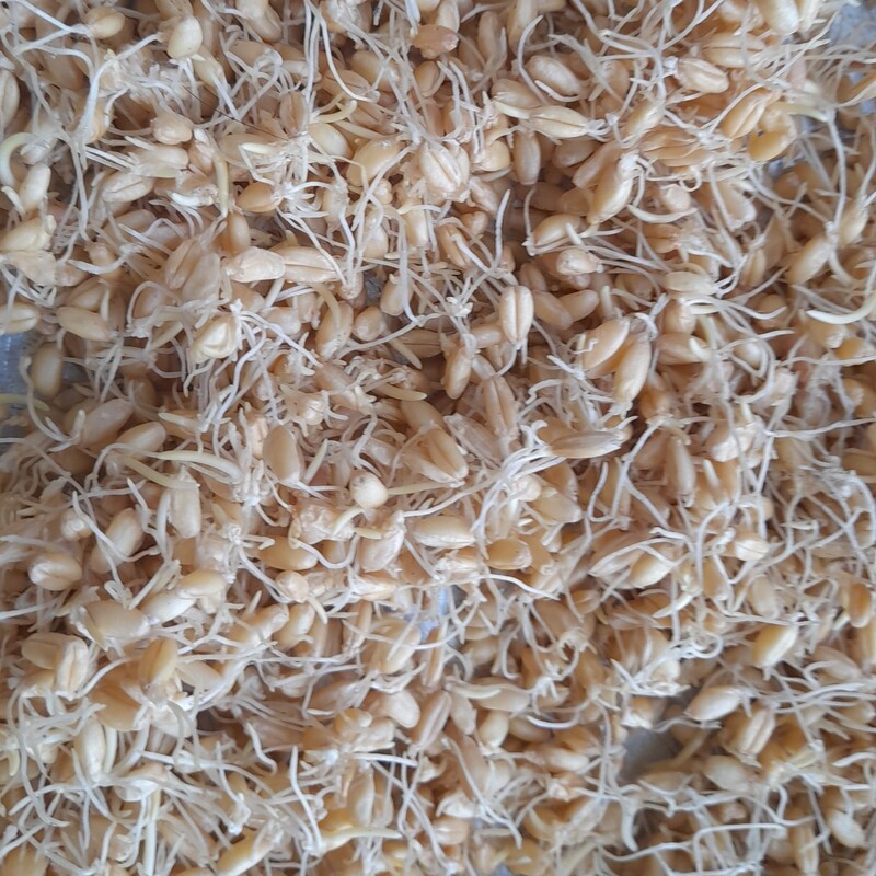 جوانه گندم تهیه شده از اب باران وگندوم مرغوب 