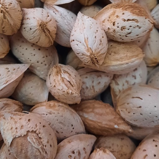 بادام پوست کاغذی تازه و شیرین 500 گرمی، محصول باغات آذربایجان