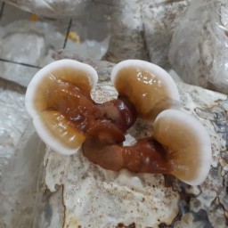 قارچ گانودرما خالص پرورشی  سالم (آسیاب نشده 500گرمی)
