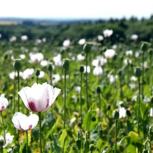 روغن خشخاش خالص 60 cc( سه تا بخر یکی هدیه بگیر)