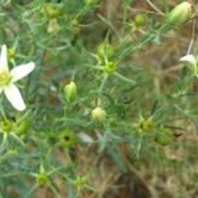 روغن اسپند خالص 60 cc(سه تا بخر یکی هدیه بگیر)