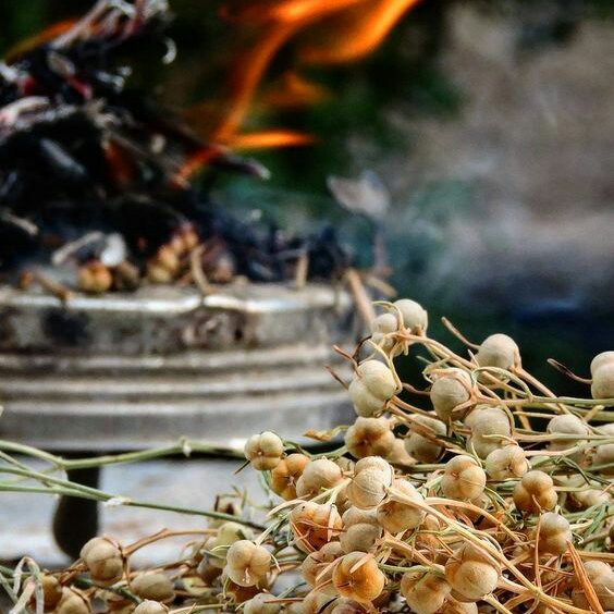 روغن اسپند خالص 60 cc(سه تا بخر یکی هدیه بگیر)