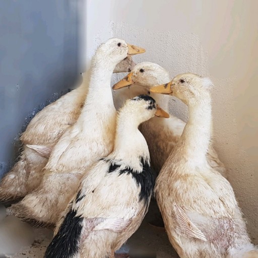 گوشت اردک روستایی رضوان (یک عدد اردک کامل منجمد.حدود 1300 گرم)