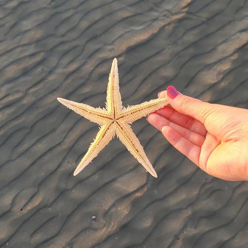 ستاره دریایی بزرگ