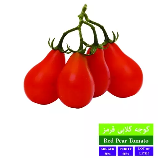 بذر گوجه گلابی قرمز بذر طلایی رویان 