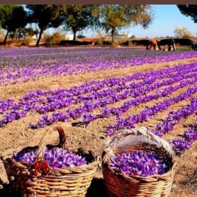 زعفران سرگل و نگین درجه یک