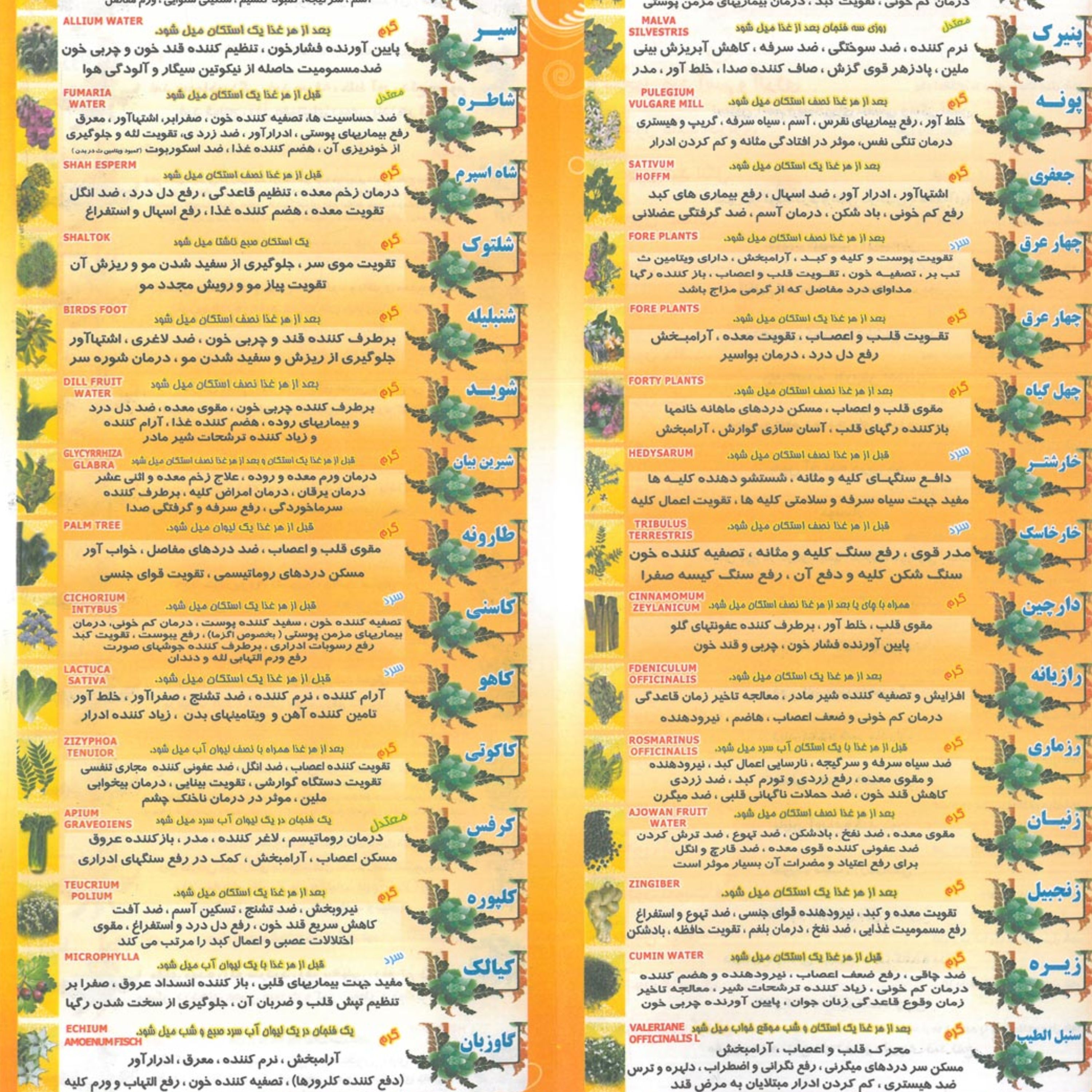 عرق کاسنی عالیقدر - قمصر کاشان