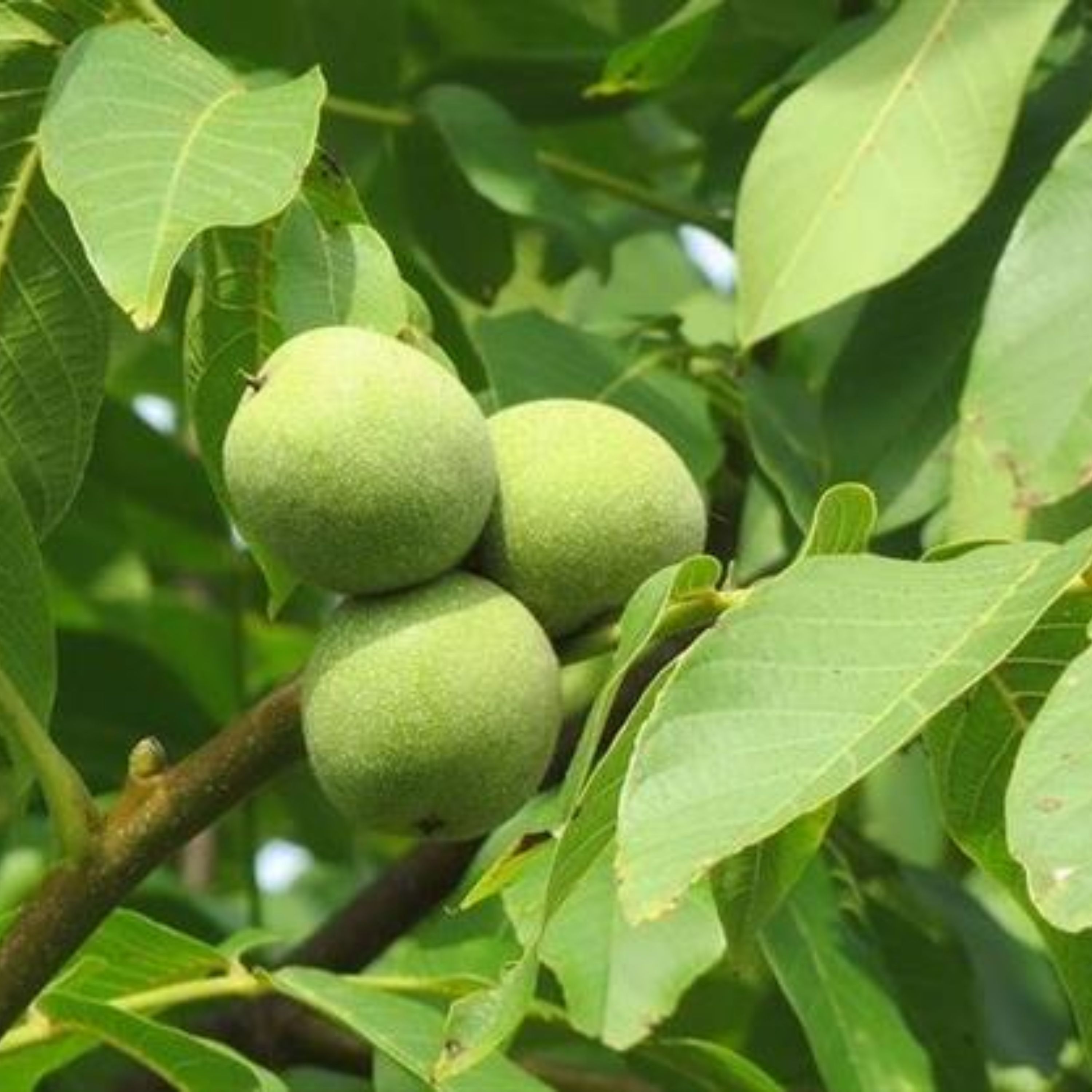 عرق برگ گردو عالیقدر ـ قمصر کاشان 