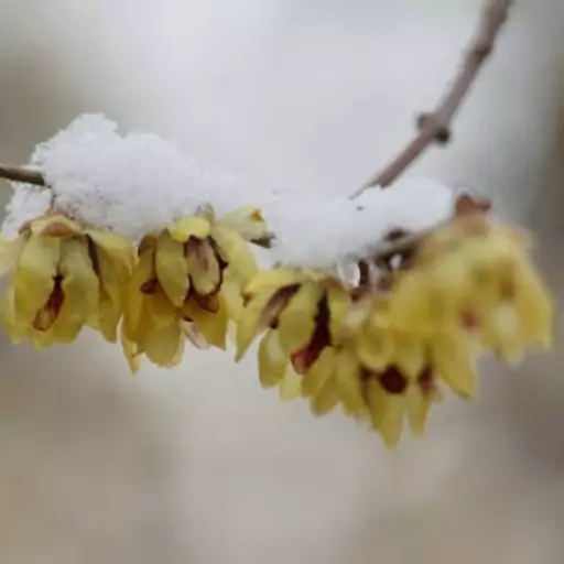 گل طبیعی درخت گل یخ عطری (پر گل در زمستان)نهال  سایز خیلی بزرگ