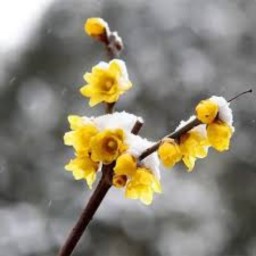 نهال  درخت گل یخ عطری ریزه میزه رو به متوسط(پر گل در زمستان)  یک ساله