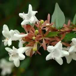 نهال یاس سلطنتی کوچک ارسال رایگان