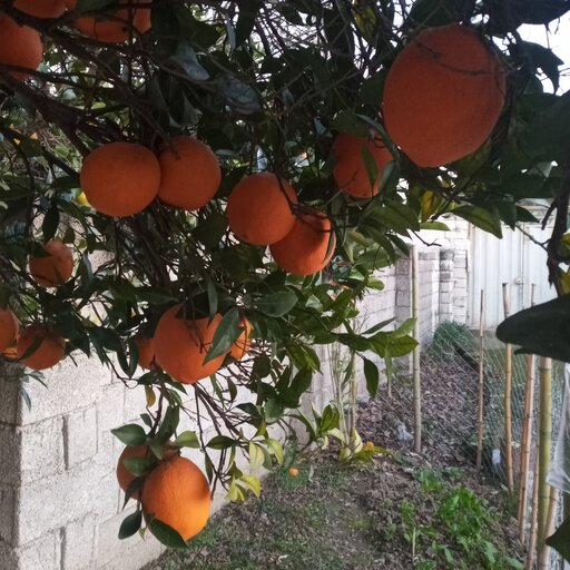 پرتقال تامسون شیرین شمال درجه یک و اعلا تضمینی درشت