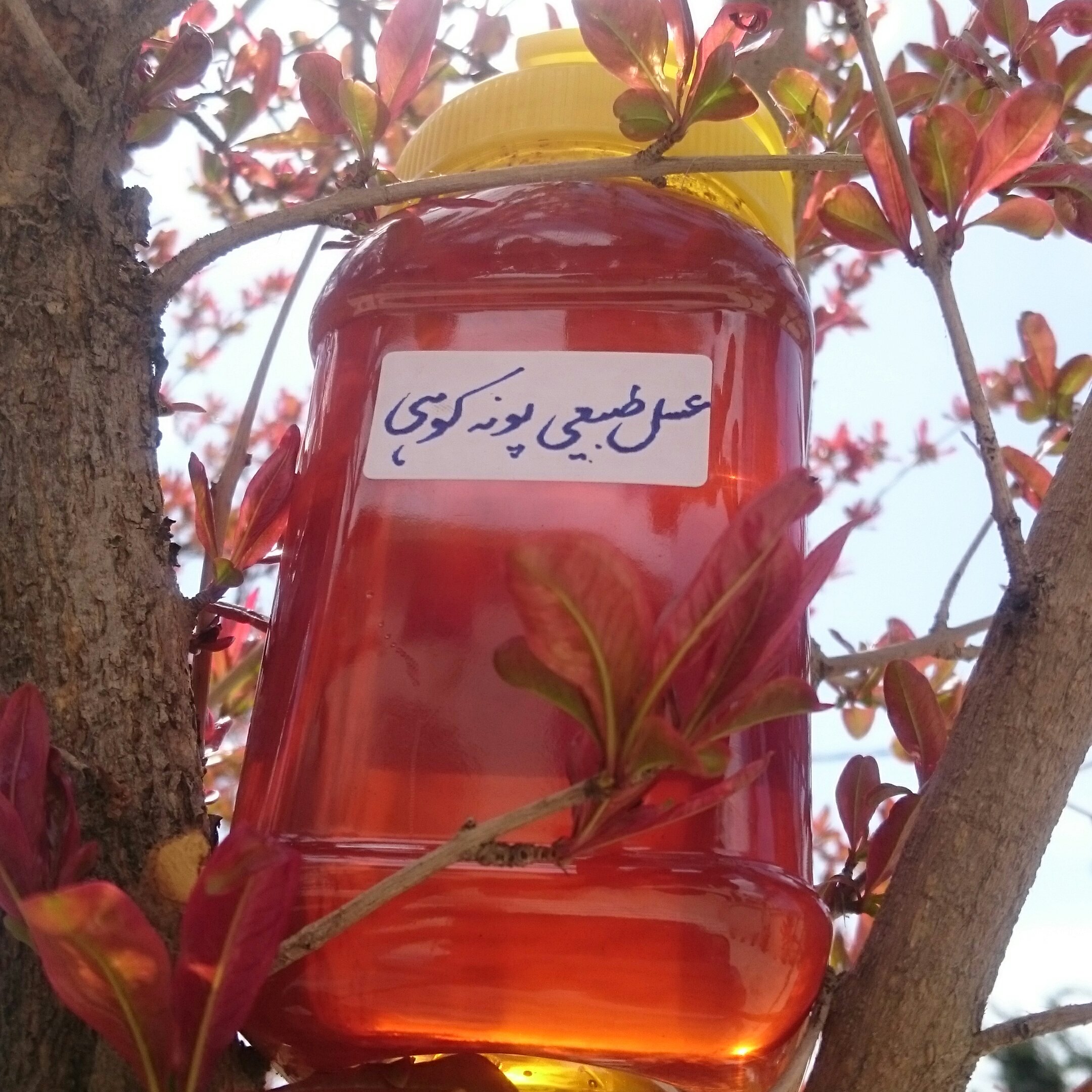 عسل طبیعی پونه کوهی یک کیلویی