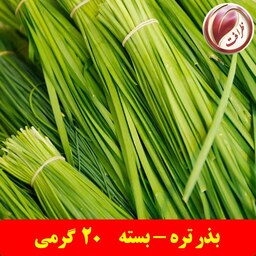 بذر تره (بسته 20 گرمی)