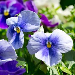 بذر گل بنفشه آبی خالدار