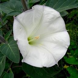 بذر گل داتوره پا بلند سفید