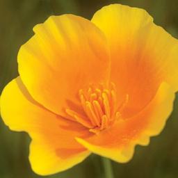 بذر گل شقایق کالیفرنیایی پا کوتاه زرد