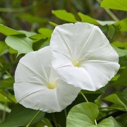 بذر گل لاله عباسی سفید